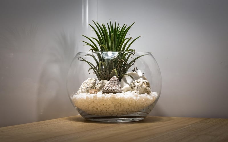 Terrariums