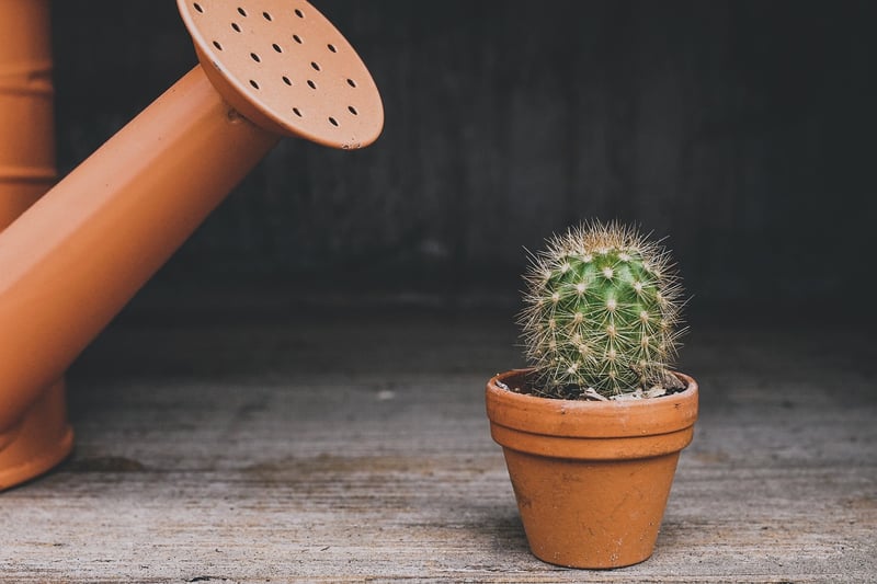 Plants in Tin Cans
